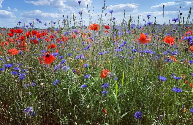 Holiday Home Seerose With Sauna on Lake Dummer, Dummer - Foto 45