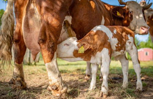 Ferienwohnung Kapellenhof - Foto 11