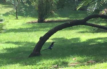 Cannes Eden résidence de luxe piscine tennis - Foto 6