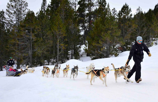 Giro in slitta trainata da cani a Grandvalira - Foto 5