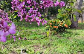 Can Costals Olivo - Foto 28