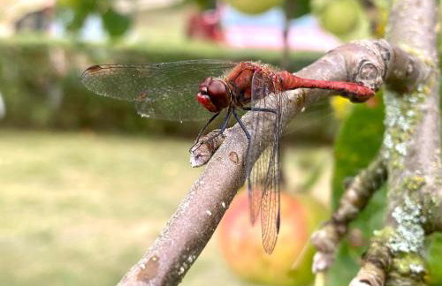 Haus Masur - Photo 10