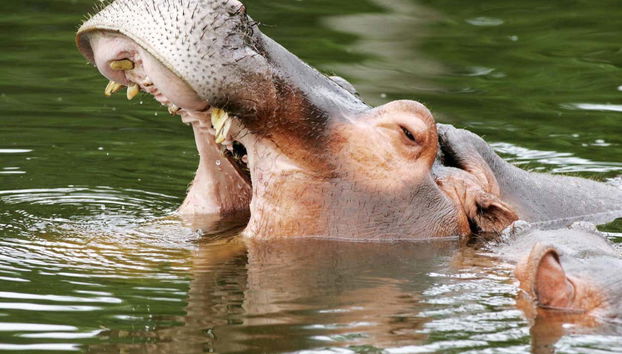 A hippopotamus in the zoo