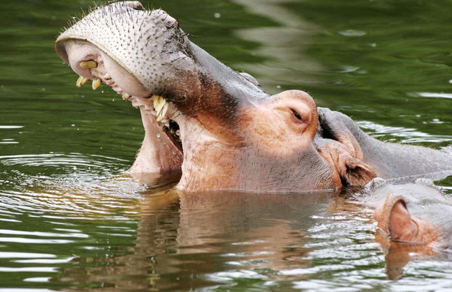 Tour pelo zoológico + Passeio a cavalo - Foto 2