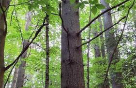 Deer Valley Retreat, Lovely Log Cabin with Fireplace & Garden Views- Perfect for a Relaxing Getaway! - Foto 75