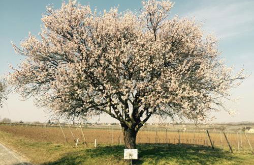 Ferienwohnung im Paradiesgarten - Foto 25