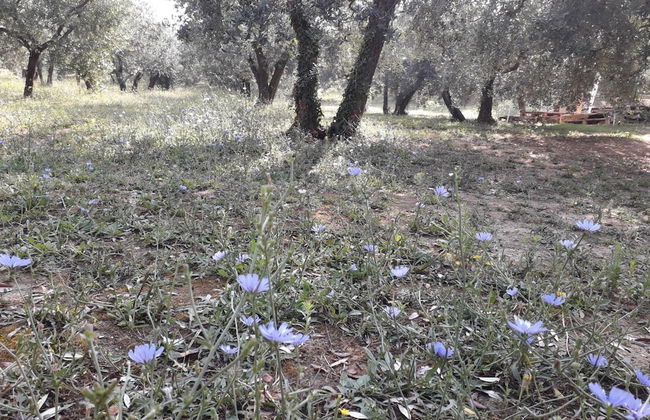 Agriturismo Il Truffarello - Foto 33