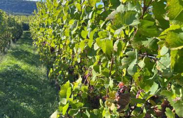 Le Clos Des Vignes - Charme au cœur du vignoble - Foto 22