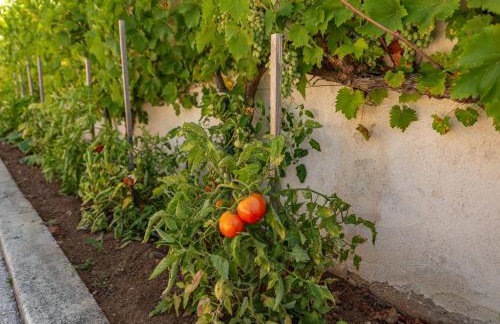 Villa Bellezza ZadarVillas - Foto 12