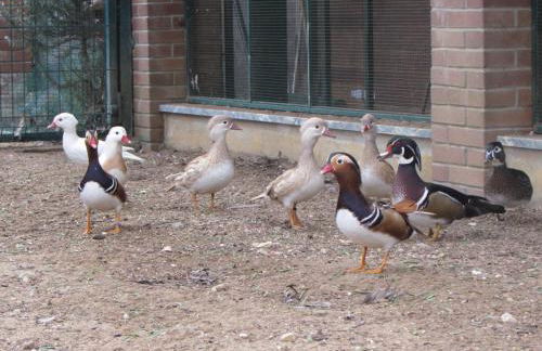 Quinta Sobral Prestige - Rustic House - Photo 40