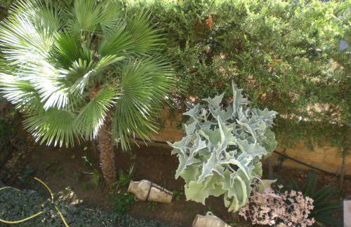 Bouganville - Foto 34