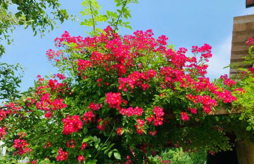 Ferienwohnung Juttchen - Photo 48