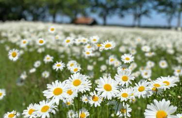 Natures-Rest Wielen - Foto 30