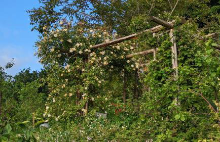 Rose Cottage - Foto 38