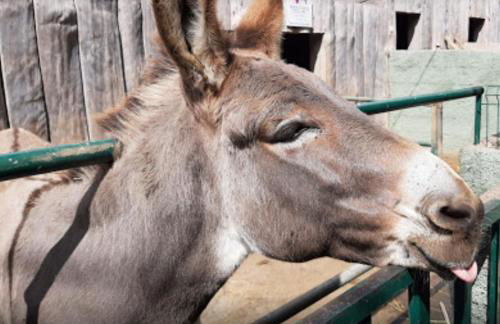 Casa Santana - Foto 29