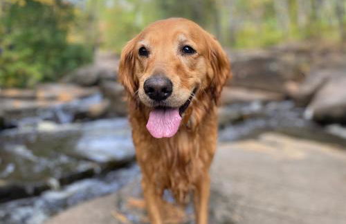 Gooseberry Trailside Suites by Heirloom Boutique Collection - Foto 27