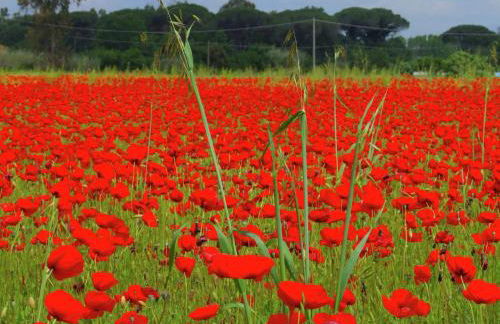 Huge Holiday Home in Marina di Castagneto Carducci near Sea - Foto 29