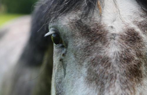 Gospodarstwo Agroturystyczne Stary Młyn Wilczkowice - Foto 33