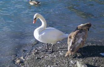 Una Civetta sul Lago - Foto 51