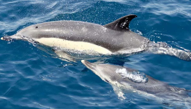 Escursione a Gibilterra - Foto 2, Potrete avvistare i delfini
