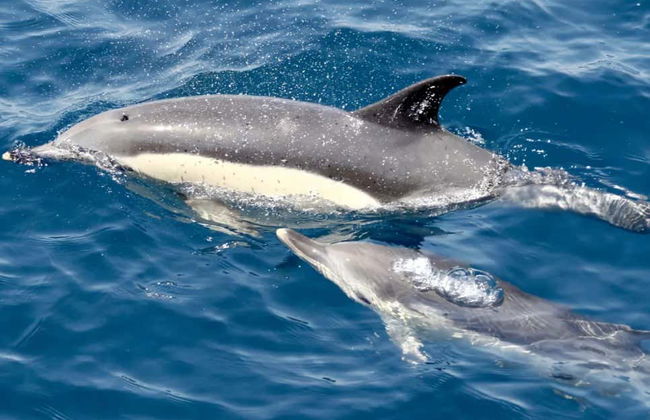 Excursión a Gibraltar - Foto 2