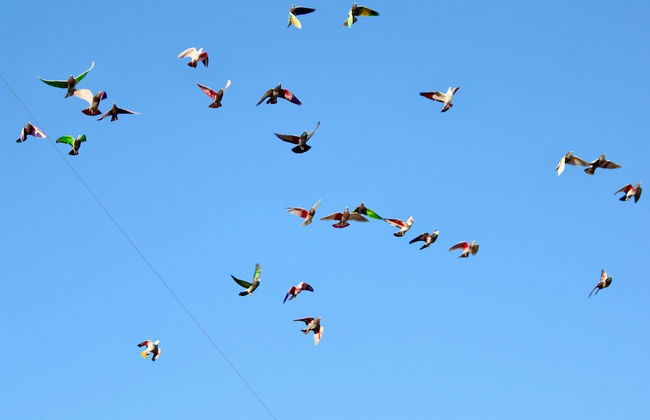 Llam Ntol in Oliva With 3 Bedrooms and 1 Bathrooms - Foto 18