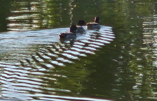 Licht+Luft, Wohnen auf Zeit - Foto 45