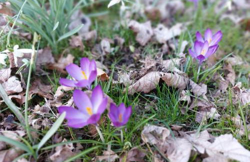 The Coach House- Canonbie - Foto 36