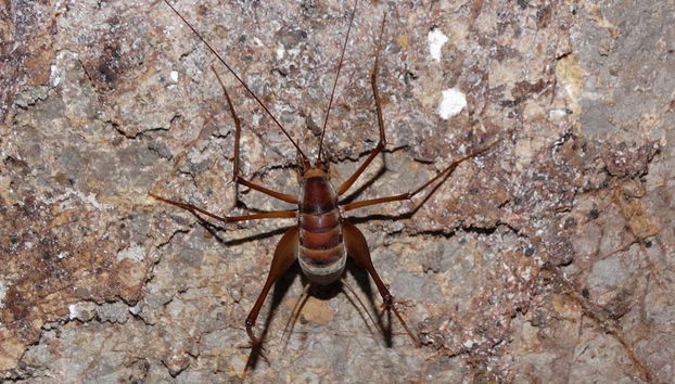 Escursione di un giorno al Lago Cheow Lan - Foto 5