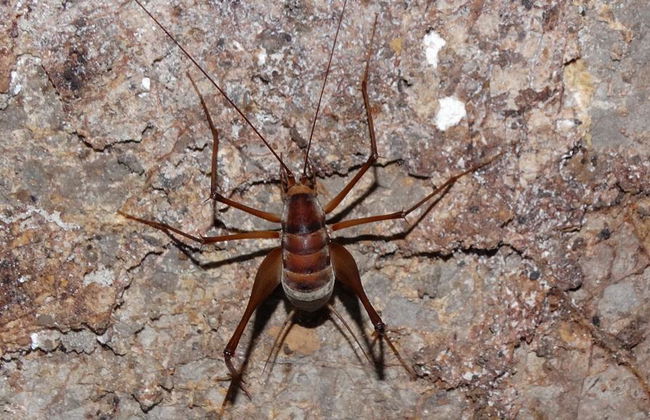 Excursión de un día al lago Khao Sok - Foto 5