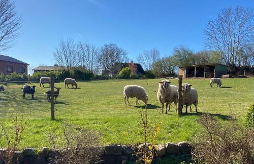 Ferienwohnung Schröder - Photo 24