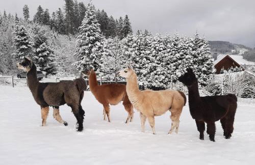 ruhiges Wohnen am Lama und Maine Coon Hof in Alleinlage in Biederbach 3 Zimmer mit Kochgelegenheit Bad - Foto 54