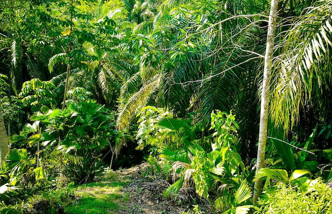 Corcovado Private Villas - Foto 35