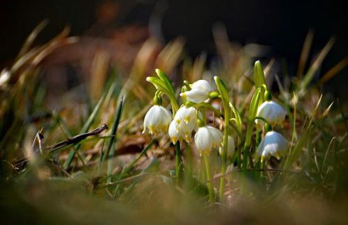 Apartament Mech & Paprocie - Foto 21