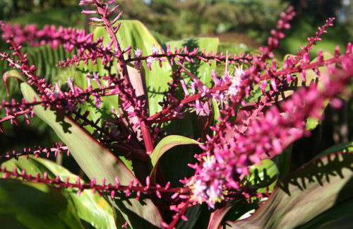 Ixchel Hawaii Volcano - Foto 13