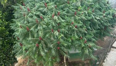 Deluxe apartman Mimi Viskovo with a free parking space - Foto 2, Garden view