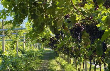 Agriturismo Girardelli - Photo 36