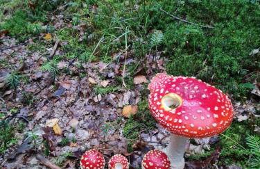 Morowo chałupa - Photo 61