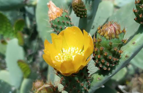 Passo do Lobo - Turismo Rural - Foto 75