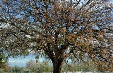 L'antica quercia - Foto 21