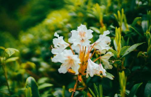 Heatheryhaugh Lodges - Foto 46