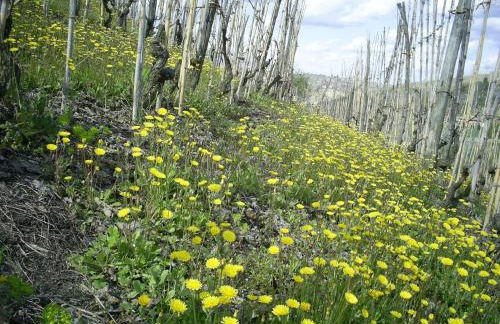 AleKS friendly house - Foto 41