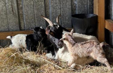 Domaine Le Pineau Private Pool & Nordic Jacuzzi Loire Valley - Foto 32