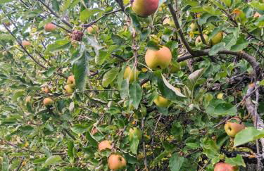 Gîte Le Grand Albizia - Foto 37