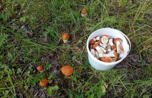 Agroturystyka A&G Dubeninki - Foto 66