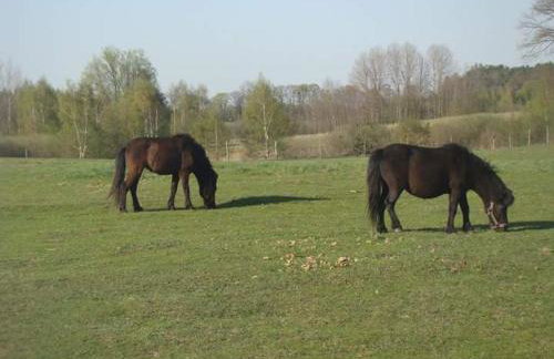 Gospodarstwo Agroturystyczne Leśna Polanka - Foto 4
