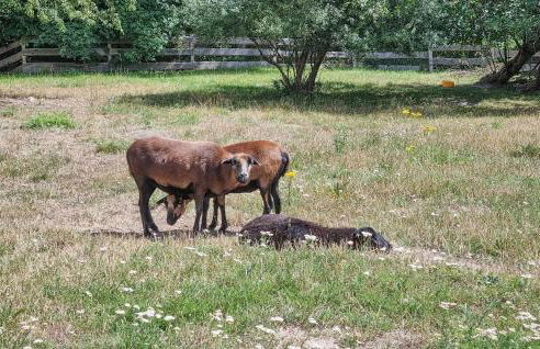 Pet Friendly Apartment - Foto 17