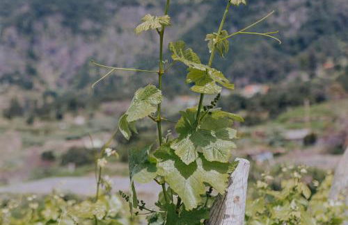 The Passion Fruit House - Photo 52