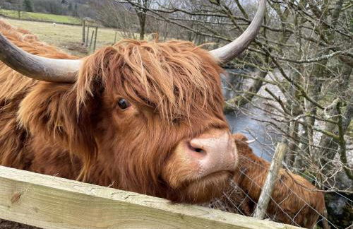 Riverview Lodge & Luxury Hot Tub - Foto 21