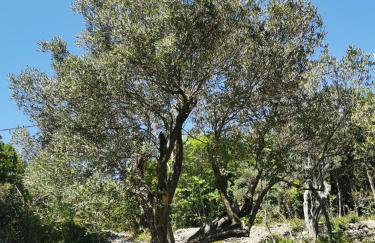 Guesthouse Stivan (920) - Foto 39